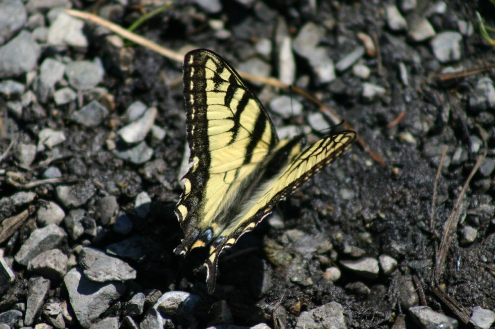 Canadian Tiger Swallowtail