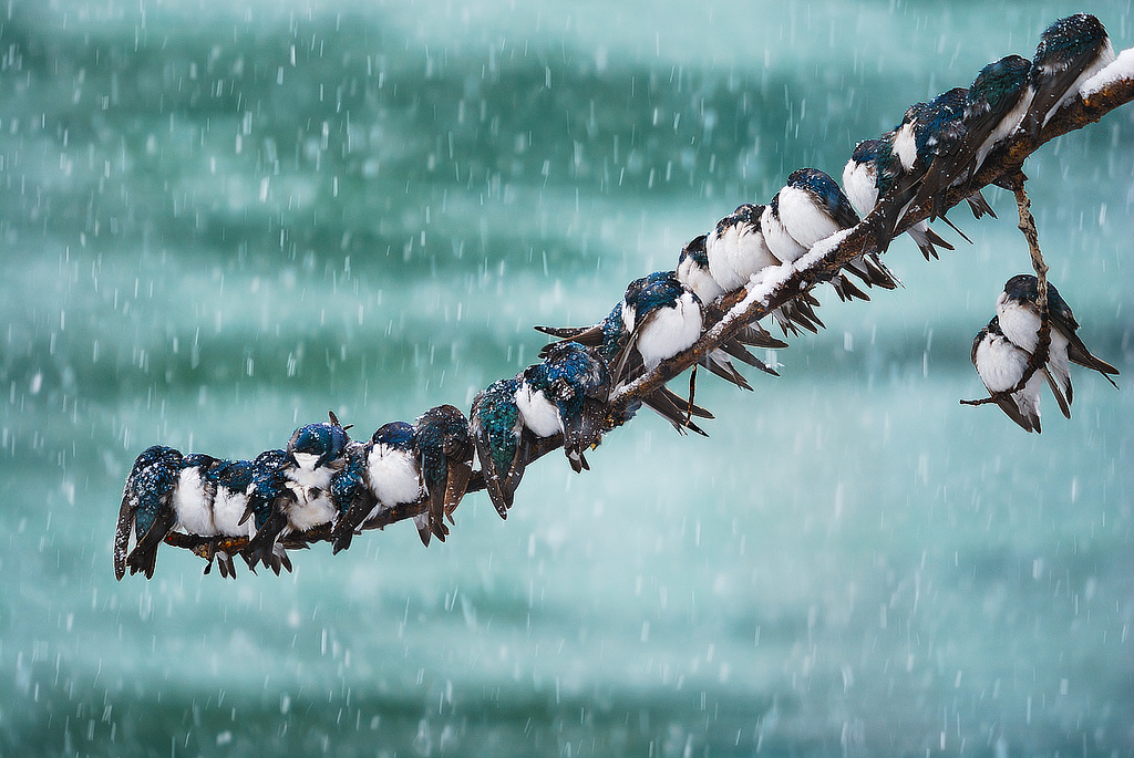 tree swallows