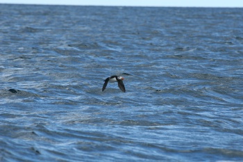 Macareux volant au dessus de l'océan
