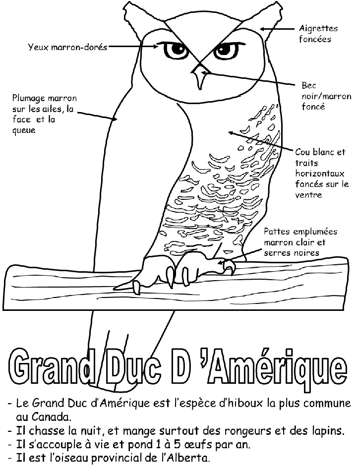 Feuille de Travail - L’oiseau Provinciall