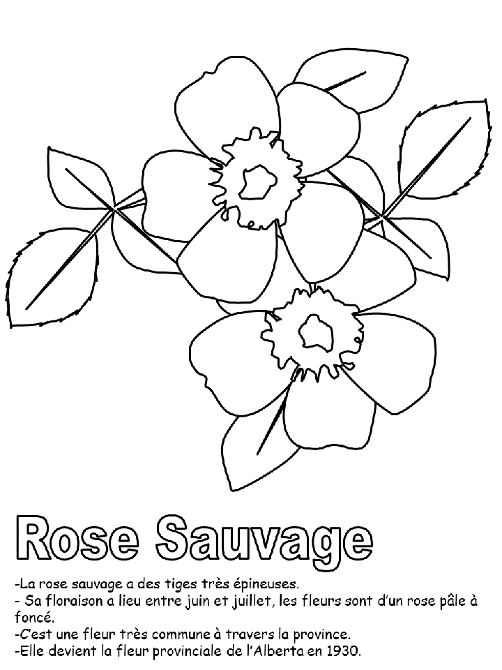 Coloriage - La Fleur Provinciale