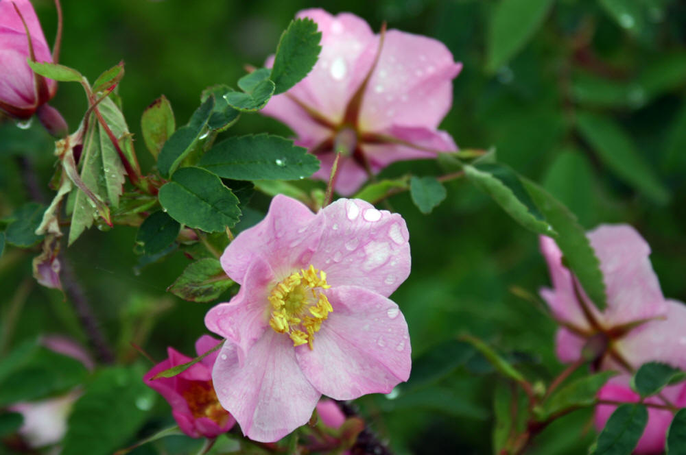 La fleur provinciale