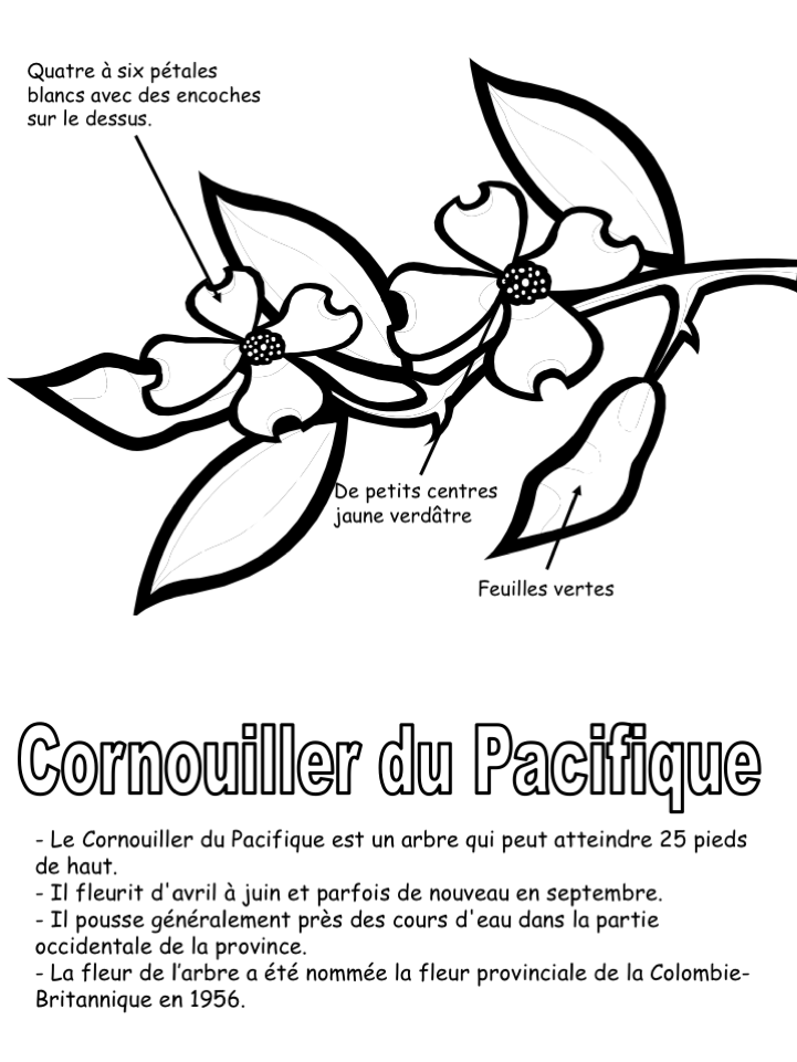 Fleur provinciale: Coloriage légendé + informations