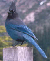 Geai de Steller