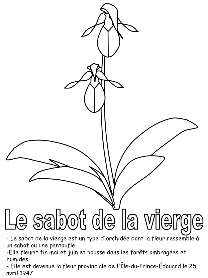 La fleur provinciale - Coloriage seul