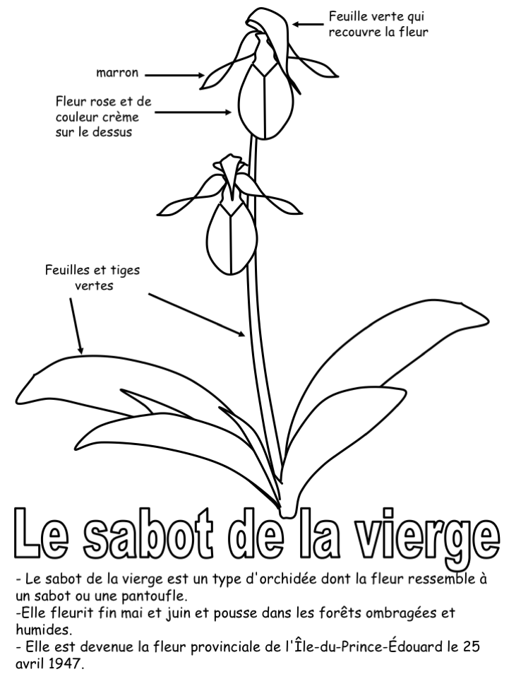 La fleur provinciale - Coloriage légendé