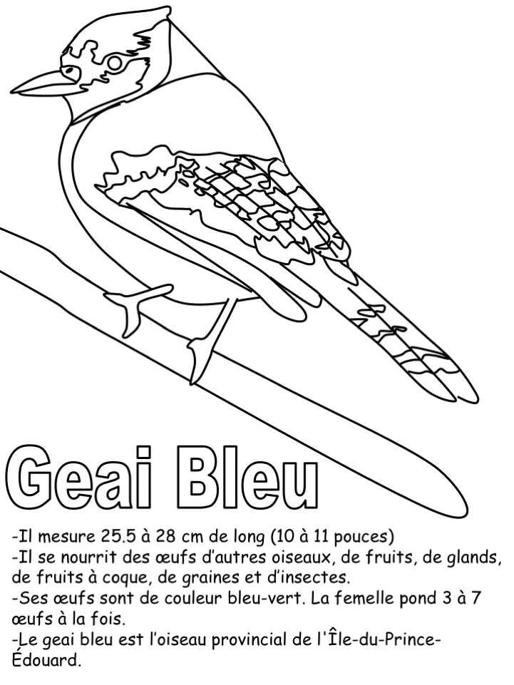L'oiseau provincial - Coloriage seul