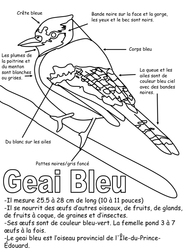 L'oiseau provincial - Coloriage légendé