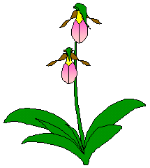 illustration d'un sabot de la vierge
