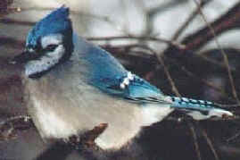 L'oiseau provincial