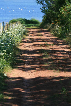 Chemin de terre rouge