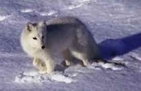 Renard arctique