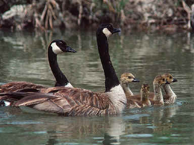 Couple de bernaches et leurs oisons sur un étang
