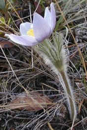 anémone des prairies