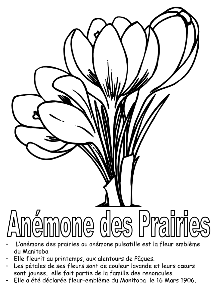 Exercice: Fleur provincial de Manitoba (coloriage)