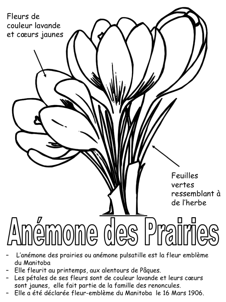 Exercice: Fleur provincial de Manitoba (Exercice)