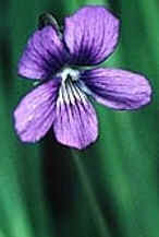 photo d'une violette (fleur)