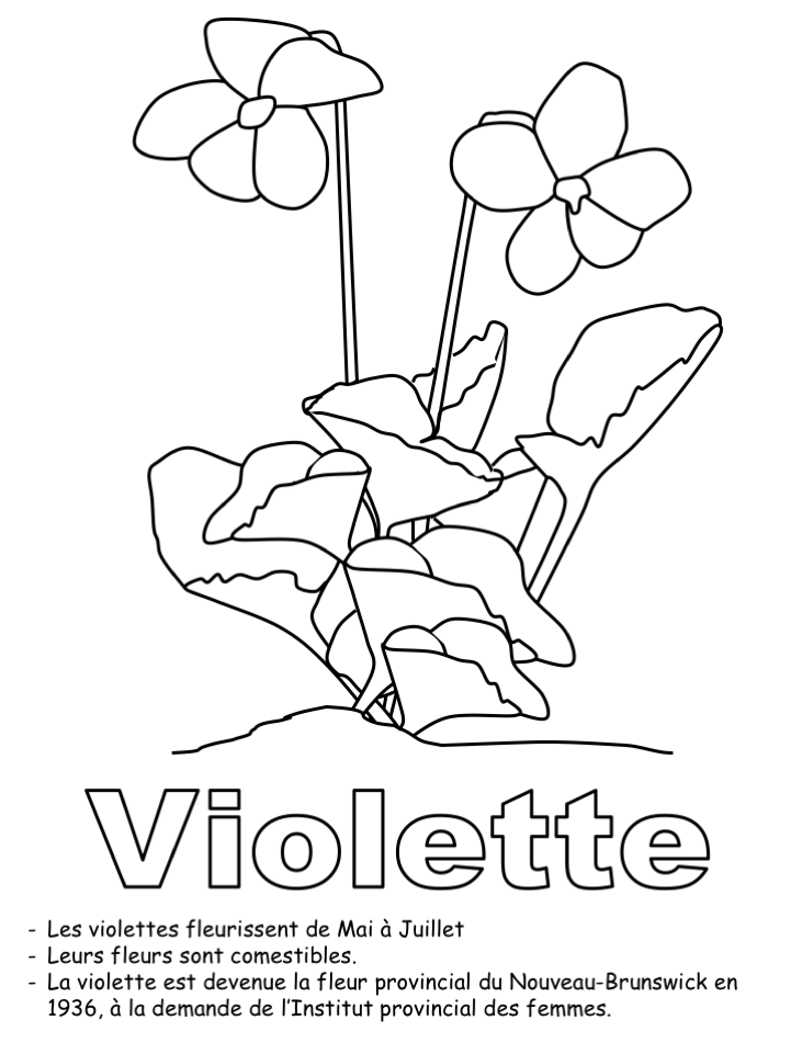 Exercice: Fleur de provincial pour coloriage
