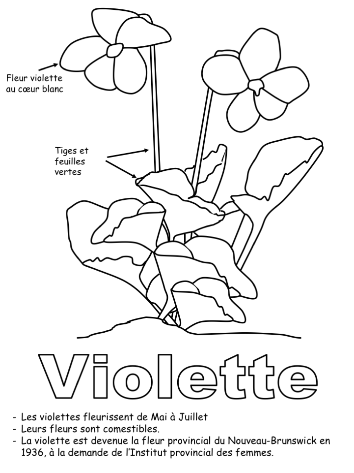 Exercice: Fleur de provincial