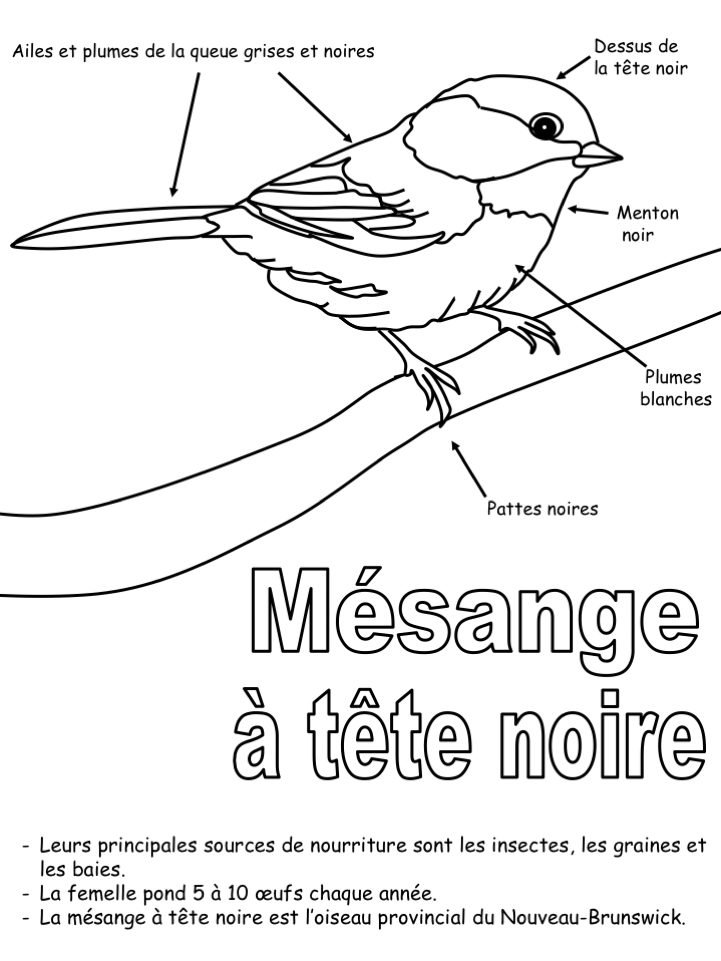 Exercice: Oiseau de provincial