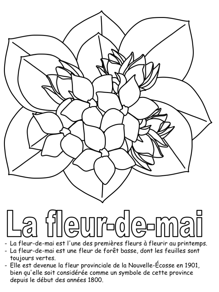 La fleur provinciale - Coloriage seul