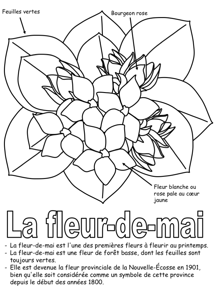 La fleur provinciale - Coloriage légendé