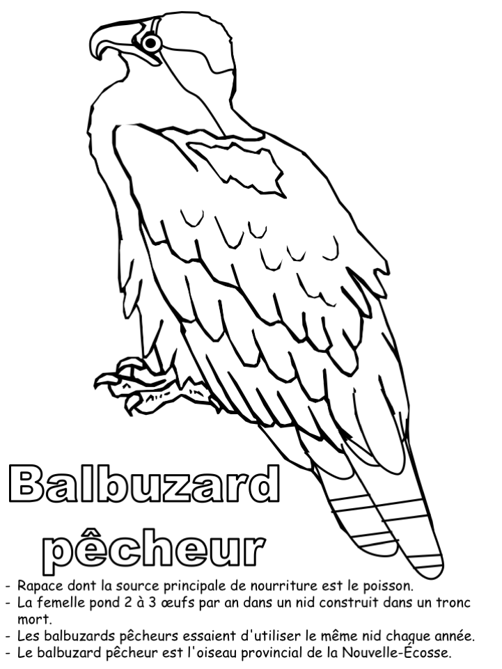 L'oiseau provincial- Coloriage seul