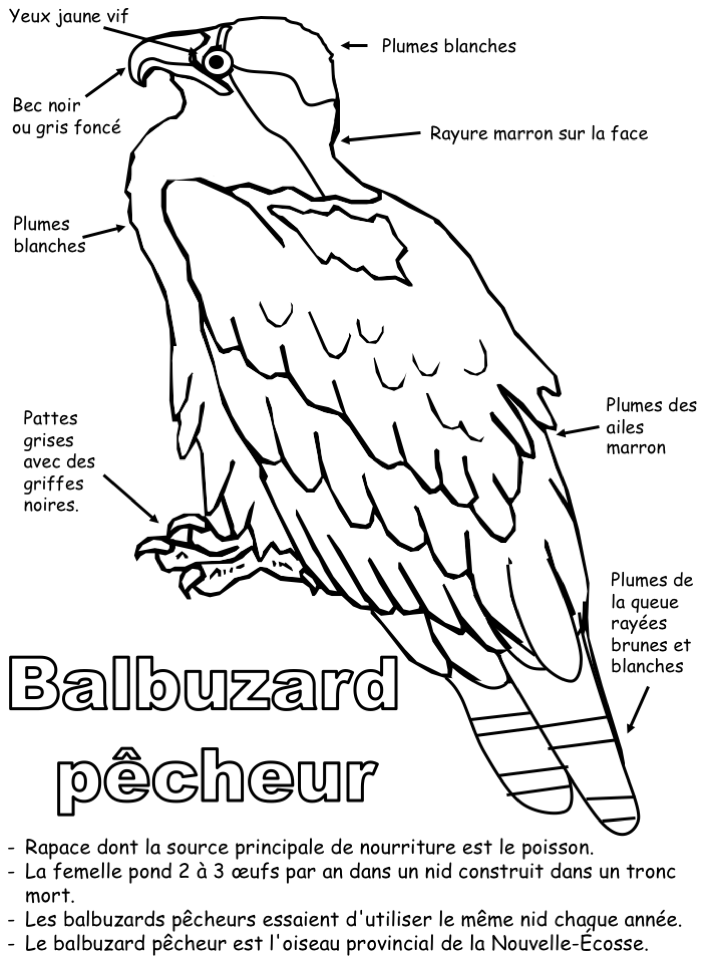 L'oiseau provincial - Coloriage légendé