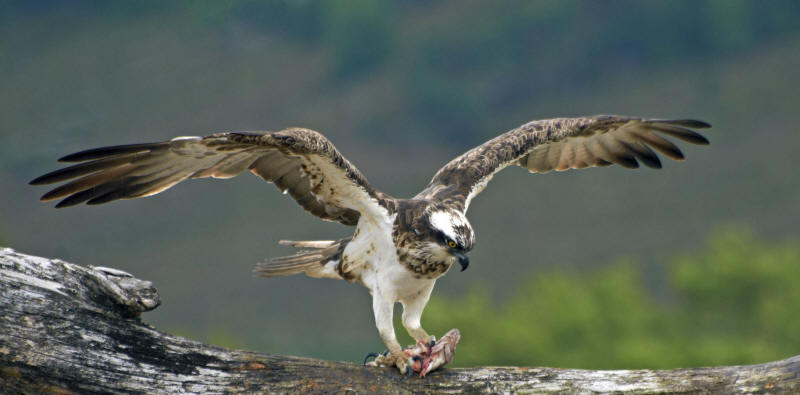 photo d'un balbuzard pêcheur