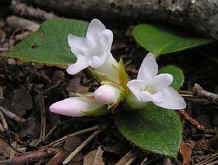 Fleur-de-mai