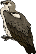 Illustration d'un balbuzard pêcheur