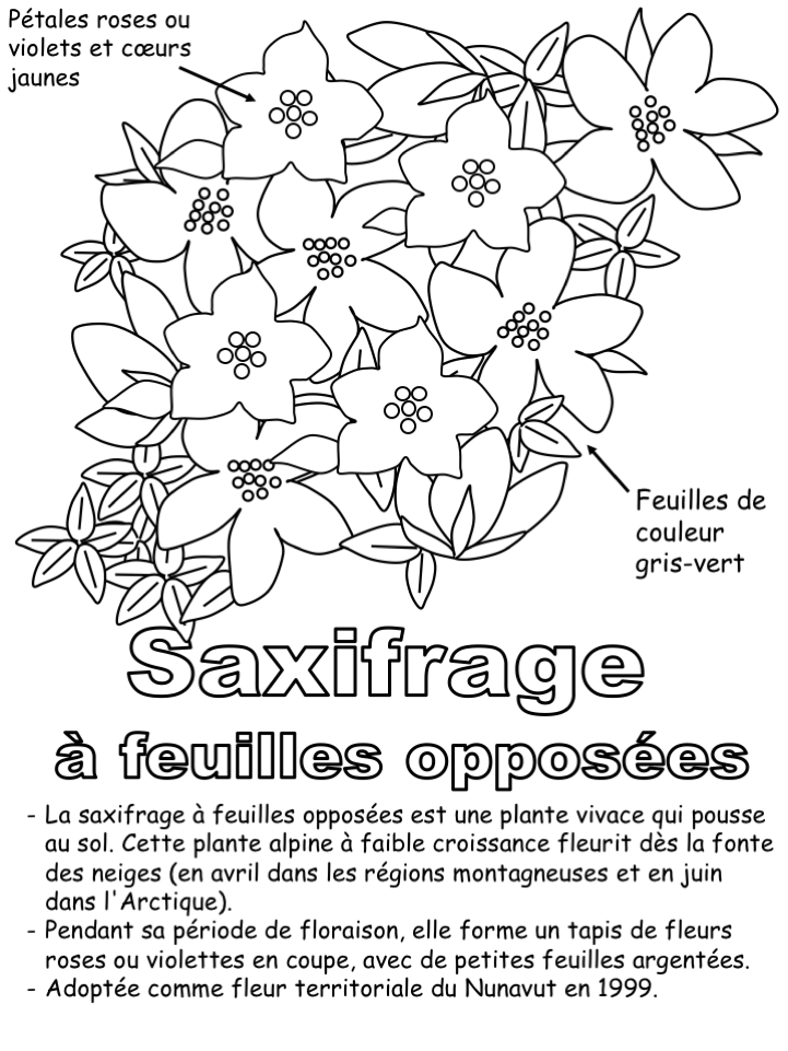La fleur territoriale - Coloriage légendé