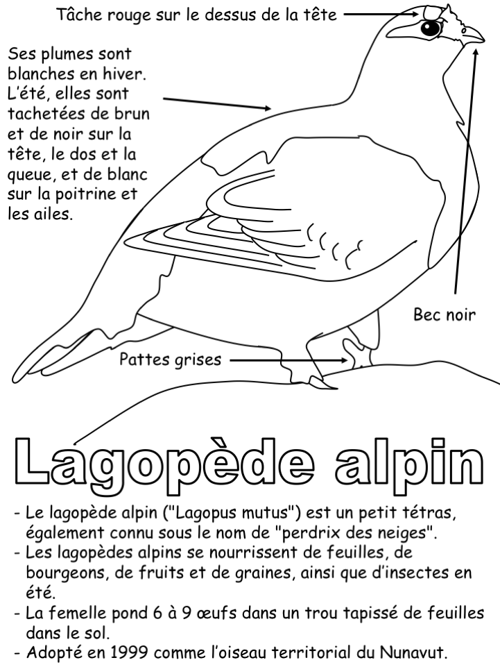 L'oiseau territorial -Coloriage légendé