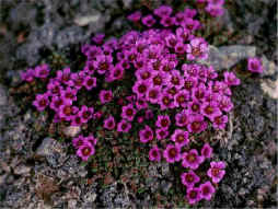 Saxifrage à feuilles opposées