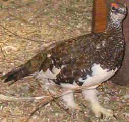 lagopède alpin