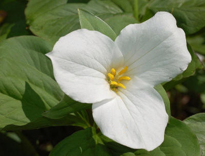 La Fleur Provinciale