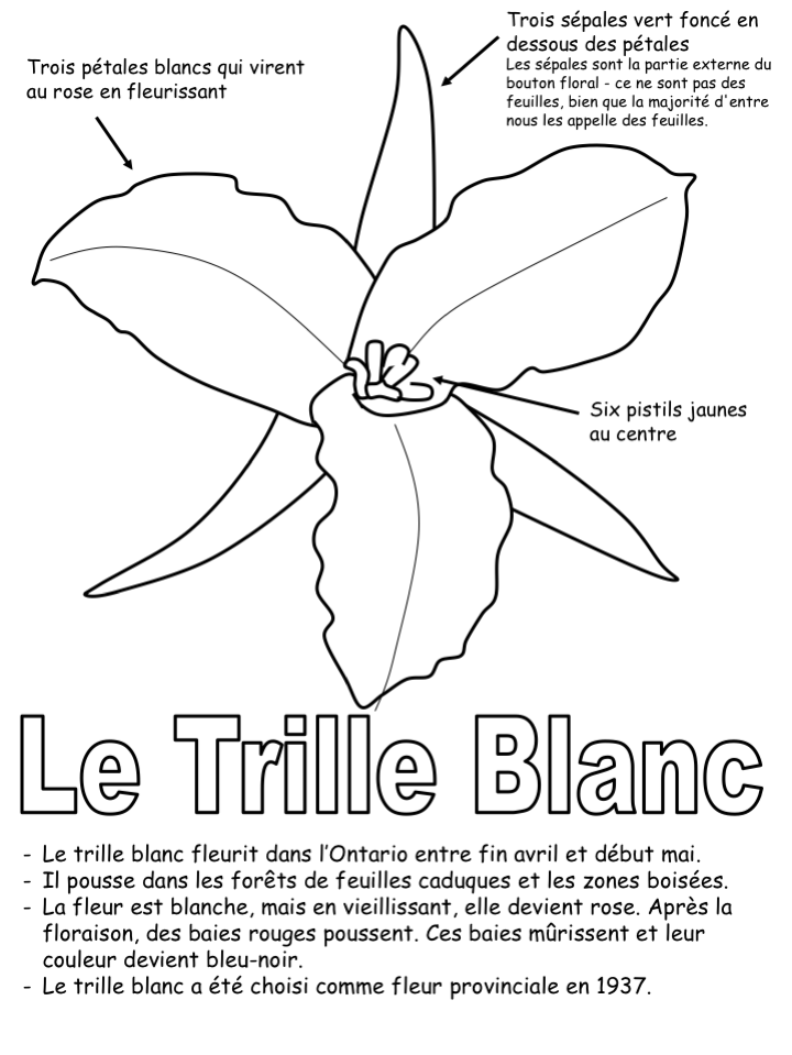 Exercice-Le trille blanc