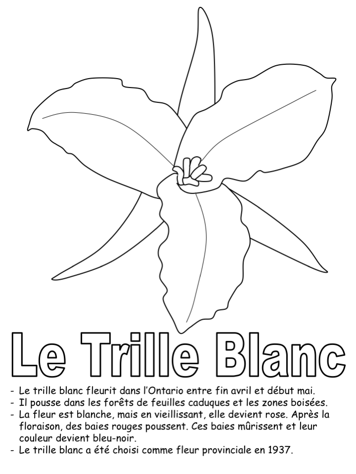 Coloriage-Le trille blanc