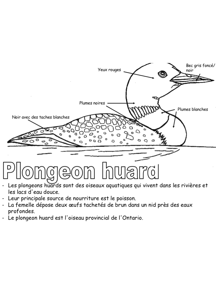 Exercice-Le plongeon huard