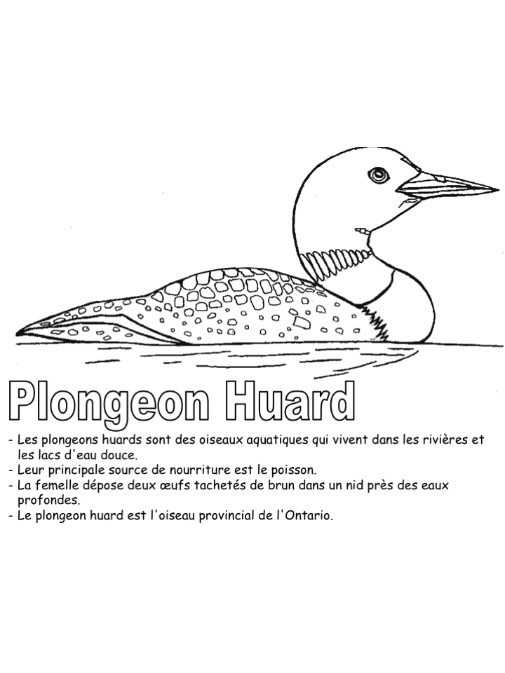 Coloriage-Le plongeon huard