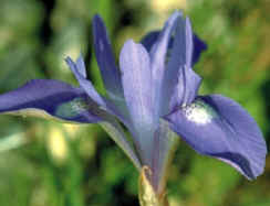 La Fleur Emblématique