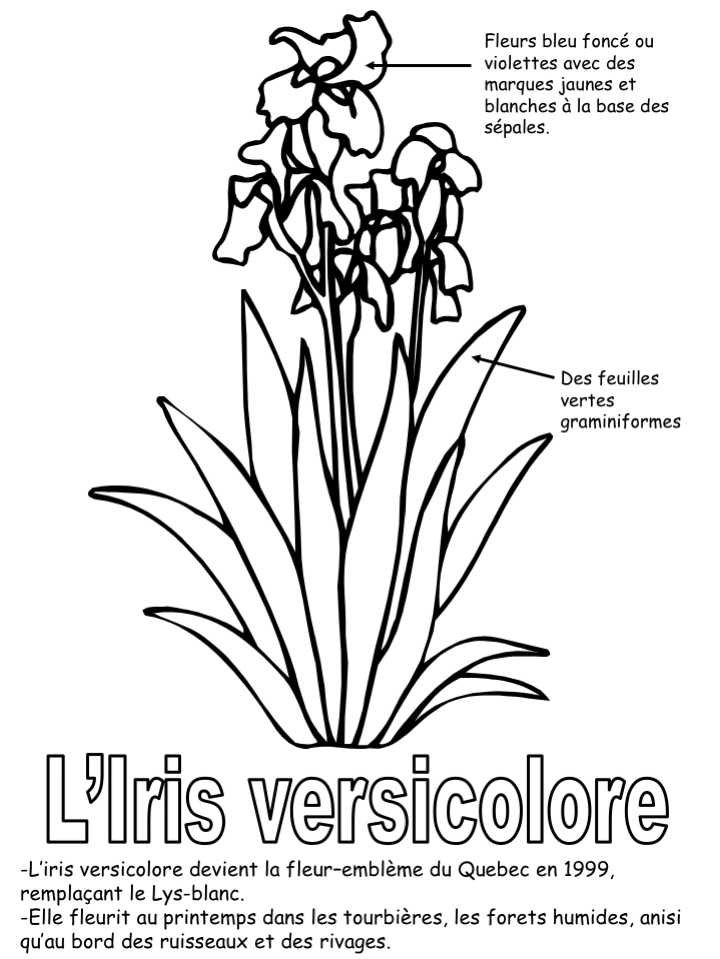 iris versicolore - exercice