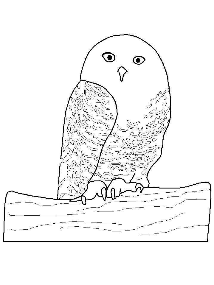 Oiseau Provincial du Québec - Coloriage