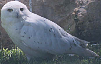 L'Oiseau Emblématique