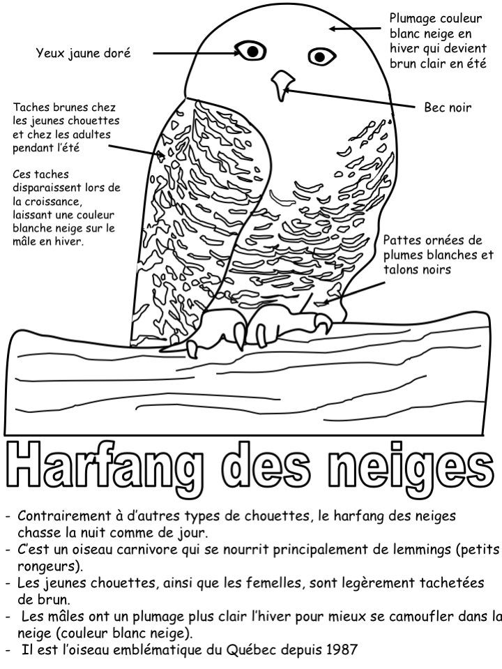 Harfang des neiges - exercice