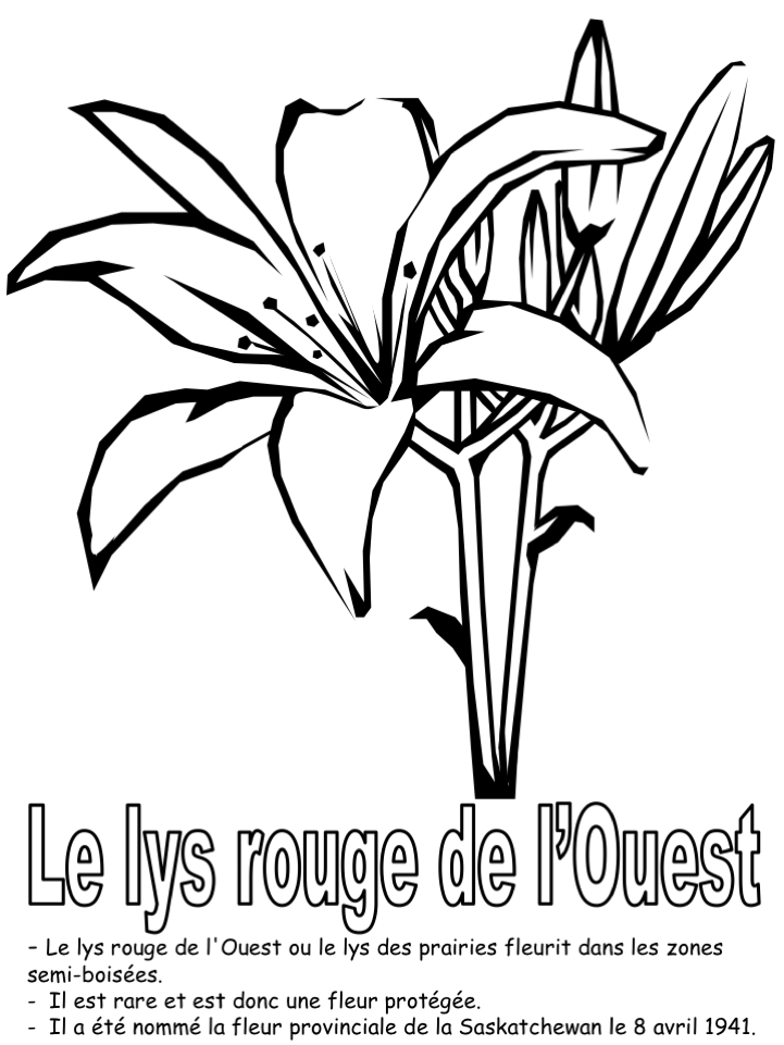 La fleur provinciale (coloriage seul + informations)