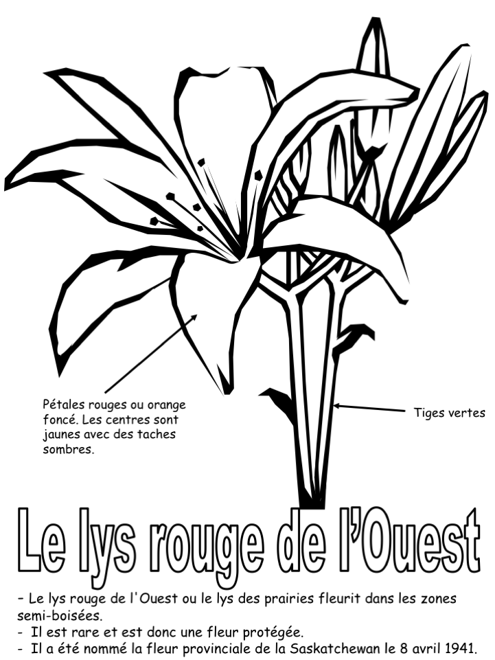 La fleur provinciale (coloriage légéndé + informations)