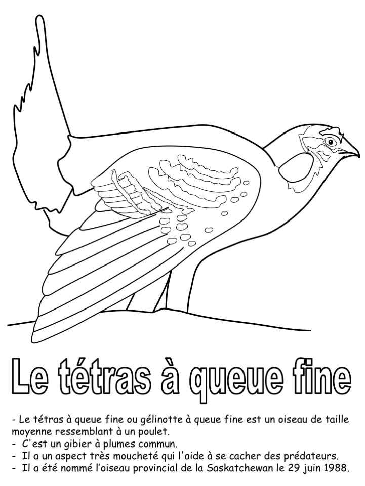 L'oiseau provincial (coloriage seul + informations)