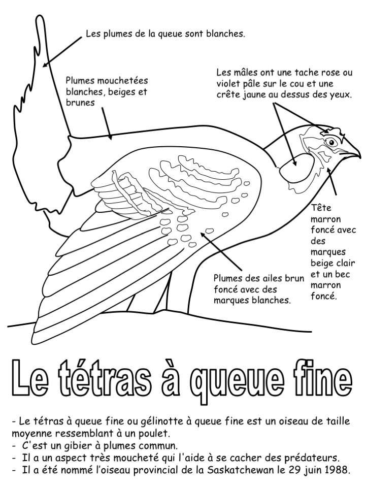 L'oiseau provincial (coloriage légéndé + informations)