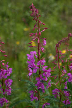 La fleur territoriale